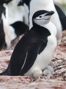 Penguin Guarding Nest